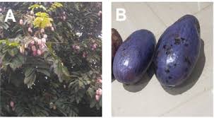 Image result for Pachylobus edulis