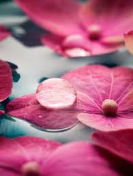 Maybe you would like to learn more about one of these? Flowers Floating In Water Zen Spa Yoga Wallmural Wallmural Decor Your Walls