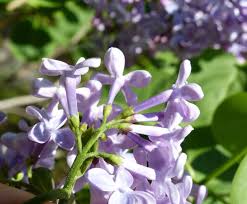 Common Lilac Facts And Health Benefits