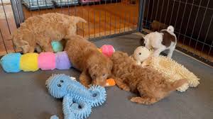 Doodles of Love Labradoodles