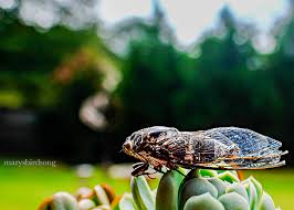 They are ephemeral, delicate, and beautiful, each one perfectly made. Amazing Cicada Wings Marysbirdsong