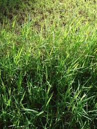 Image result for Digitaria nitens