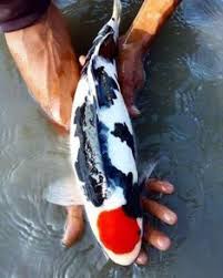 The Colors Of Koi Fish Di 2020 Binatang Ikan Kolam Ikan
