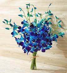 Check spelling or type a new query. Ocean Breeze Orchids 1800flowers Com 140953