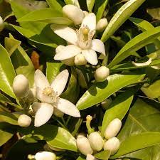 • contains 5 balanced essential nutrients including zinc. Early Season Citrus Nutrition Nutrient Technologies