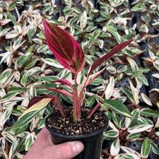 Image result for stromanthe