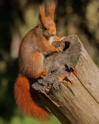 Afbeelding Kan Het Volgende Bevatten Buiten En Natuur Eekhoorn Dieren Foto S Dieren