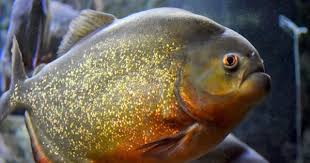 Pin On Tanked