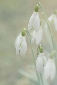Pin By Margaret Carroll Boardman On My Photography Spring Flowers White Flowers Flowers Nature