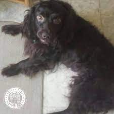 Pfc Snickers Boykin Spaniel Spaniel Rescue Spaniel
