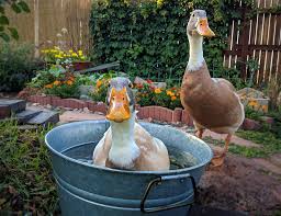 182 were donated in november this month, we are on track to donate 190. Rub A Dub Dub One Duck In The Tub Kdandilion Flickr