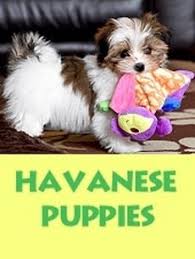 If you are unable to find your havanese puppy in our puppy for sale or dog for sale sections, please consider looking thru thousands of havanese dogs for adoption. Havanese Dogs For Sale Petfinder