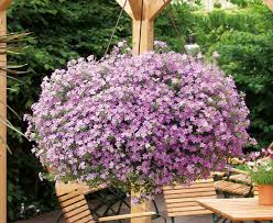 Image result for Bacopa