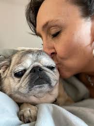 hey yall! is there anything yall would recommend for my pug with seasonal  skin allergies🥺