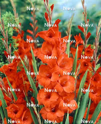 Image result for Gladiolus magnificus