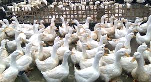 Check spelling or type a new query. Budidaya Bebek Atau Itik Yang Benar Dan Menguntungkan 2020