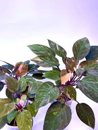 Image result for Lannea humilis