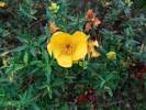 Image result for Hypericum revolutum