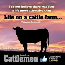 Cattlemen Quotes Quotesgram Cattle Farming Show Cattle Country Girl Life