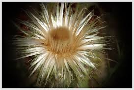 Distel Distel
