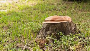 Try lavender, red barrenwort, solomon's seal. 5 Best Stump Killers To Stop Trees Growing Back Horticulture