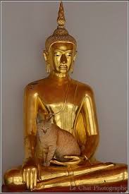 Le Chat Photographe Crazy Cats Cat Buddha Beautiful Cats