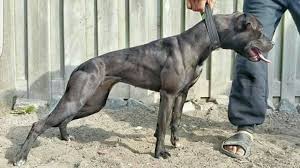 Nice Black American Pitbull Terrier Pitbull Terrier Pitbulls American Pitbull Terrier