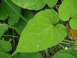 Image result for Cynanchum ledermannii