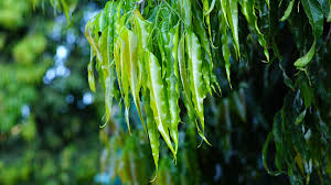 Image result for Monoon longifolium