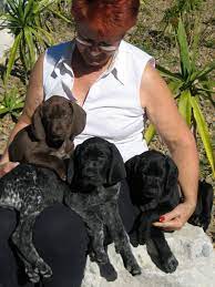 She has all the best qualities a person could ask for. Gillbrae German Shorthaired Pointers