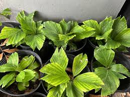 Image result for Aiphanes horrida