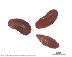 Image result for Vangueria proschii