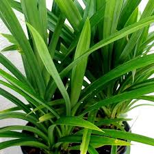 Image result for Pandanus