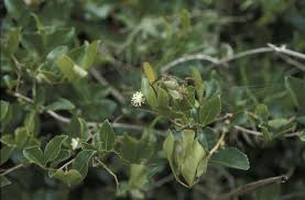 Image result for Aphloia theiformis