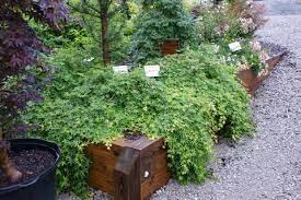 We did not find results for: Acer Palmatum Ryusen Pp18501 Acer Palmatum Ryu Sei Ryu Sei Japanese Maple Ryusen Weeping Japanese Maple Plant Lust
