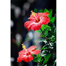 We did not find results for: Buy Desi Hibiscus Flower Plant Red At Nursery Nisarga Bhopal