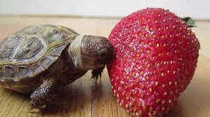 There is nothing quite as pure as watching animals try to eat cumbersome people food. The Whimsy Turtle My First Strawberry Part 6 Parts 1 2 3 4