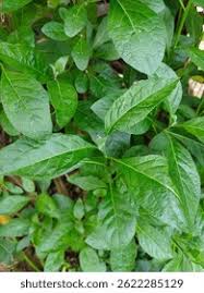 Image result for Petiveriaceae