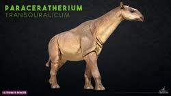 Image result for Paratheria