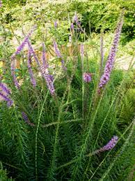 Grow blazing star flowers at the back of borders and beds or in drifts for greater impact. Liatris Spicata Dense Blazing Star Native Plants Of North America