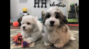 Havapoo puppies are great with children of all ages. Havanese Puppies Heavenly Havanese Imlay City Michigan
