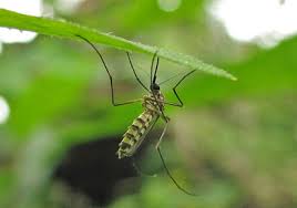 The centers for disease control and prevention reported nearly 4,000 confirmed cases of dengue fever in the country between 1995 and 2005, plus 2,060 confirmed cases in 2015 of west nile virus—the leading cause of. Asianet Breaking News Kerala Local News Kerala Latest News Kerala Breaking News News