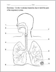 Respiratory System Respiratory System Anatomy Respiratory