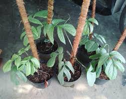 Amydrium Silver House Plants Foliage Plants Plants