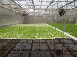 This is a diy deep water culture hydroponics. Deep Water Culture Wikipedia