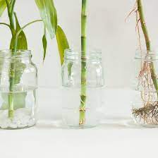 Scrub off any calcium build up left by hard water. Propagating Lucky Bamboo Plants