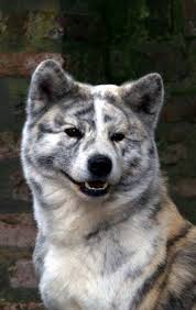 Maybe you would like to learn more about one of these? Akita Inu Japanese Dogs Akita Dog Japanese Akita