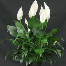 Image result for Spathiphyllum