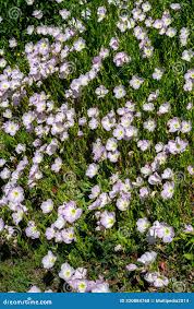 Image result for Oenothera tetraptera