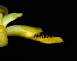 Image result for Eulophia ensata